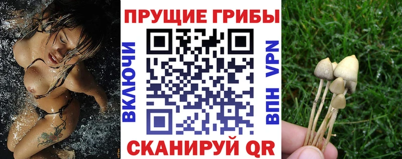Псилоцибиновые грибы Cubensis  Купить  Новая Ладога 